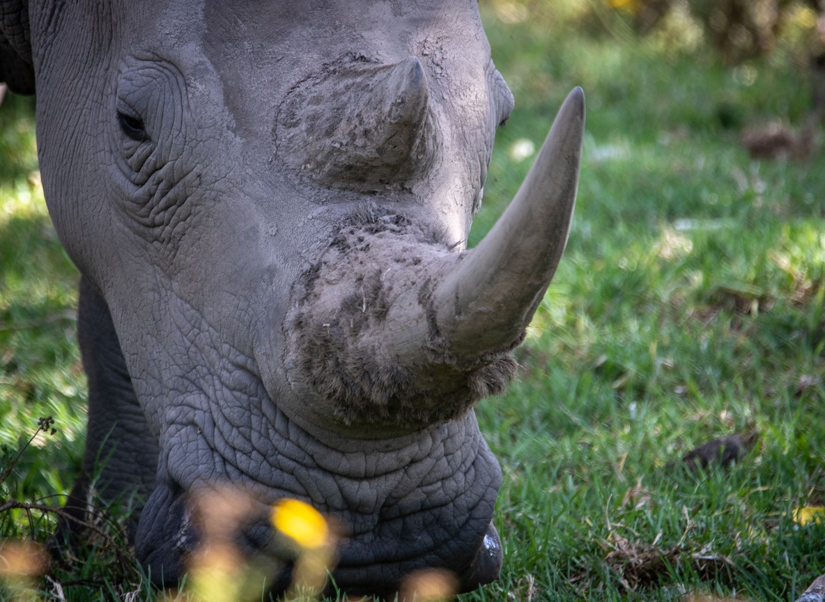A ranger standing beside a northern white rhino grazing on open Ol Pejeta grassland at golden hour
