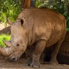 A black rhino grazing near a waterhole at golden hour with safari tents visible in the background at Ol Pejeta Conservancy, Laikipia, Kenya
