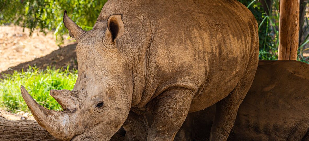 A black rhino grazing near a waterhole at golden hour with safari tents visible in the background at Ol Pejeta Conservancy, Laikipia, Kenya