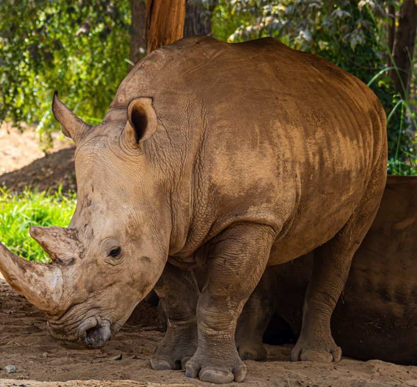 A black rhino grazing near a waterhole at golden hour with safari tents visible in the background at Ol Pejeta Conservancy, Laikipia, Kenya