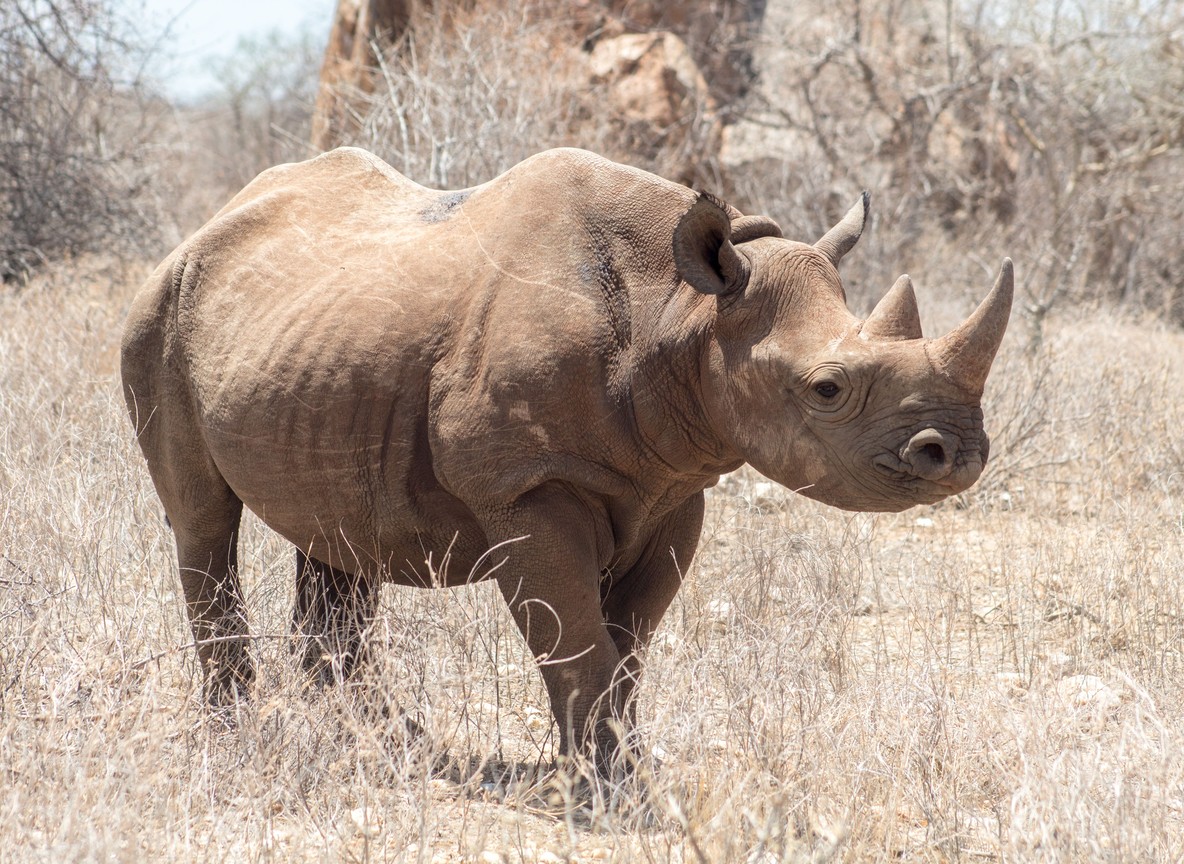 A ranger standing guard near two white rhinos grazing inside a fenced sanctuary enclosure at Ol Pejeta Conservancy, Kenya