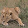 watchful and alert
