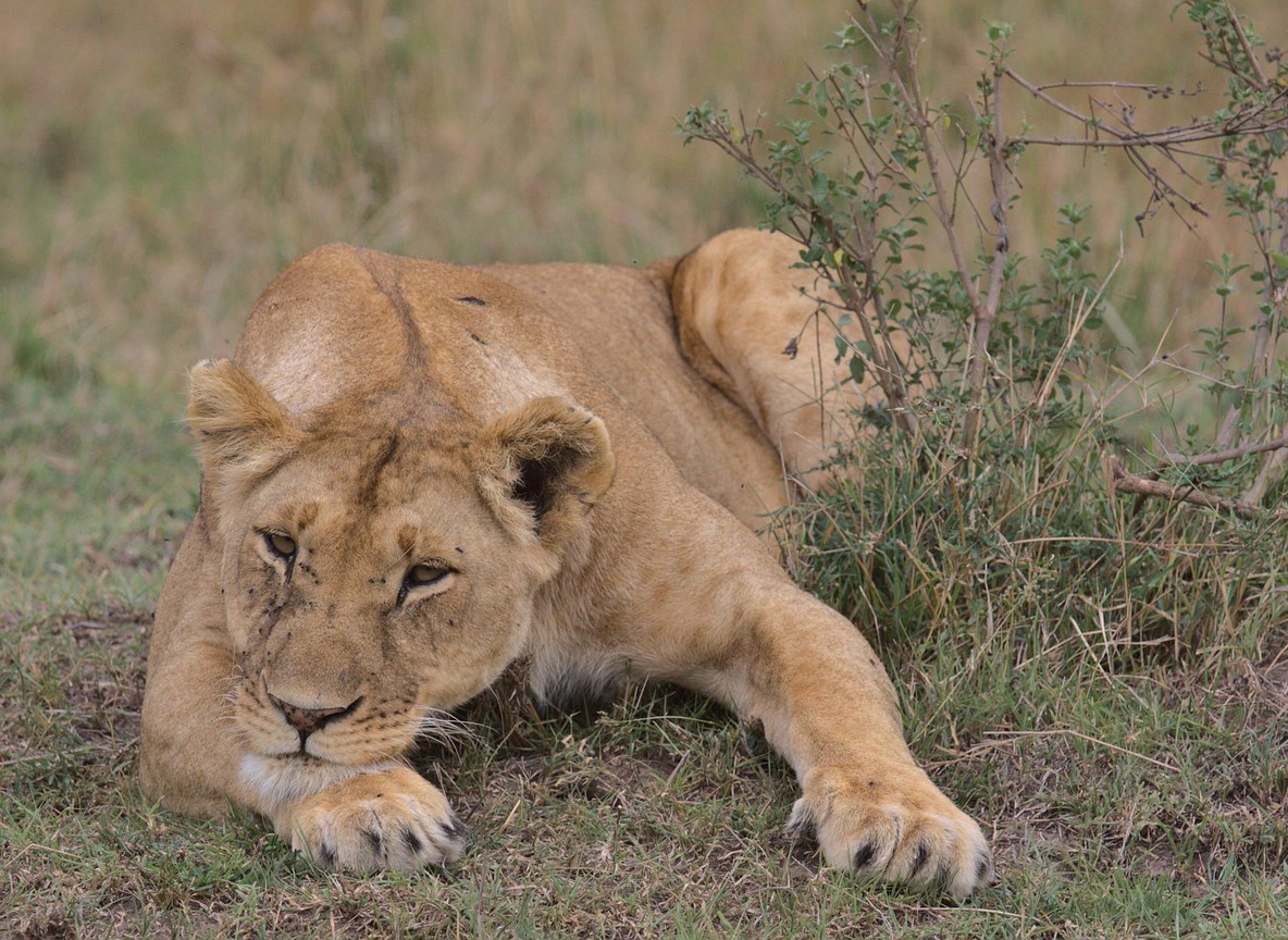Masai Mara