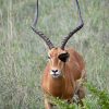 Laikipia, Kenya