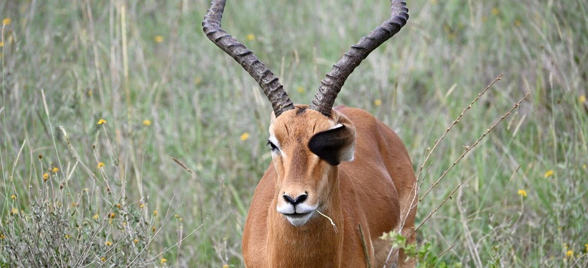 Laikipia, Kenya