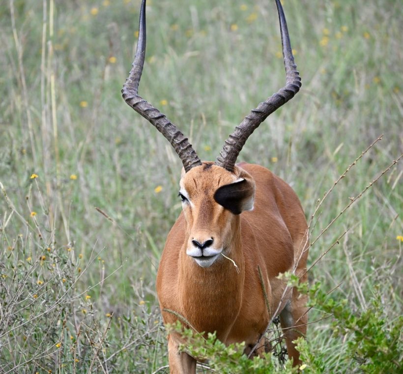 Laikipia, Kenya