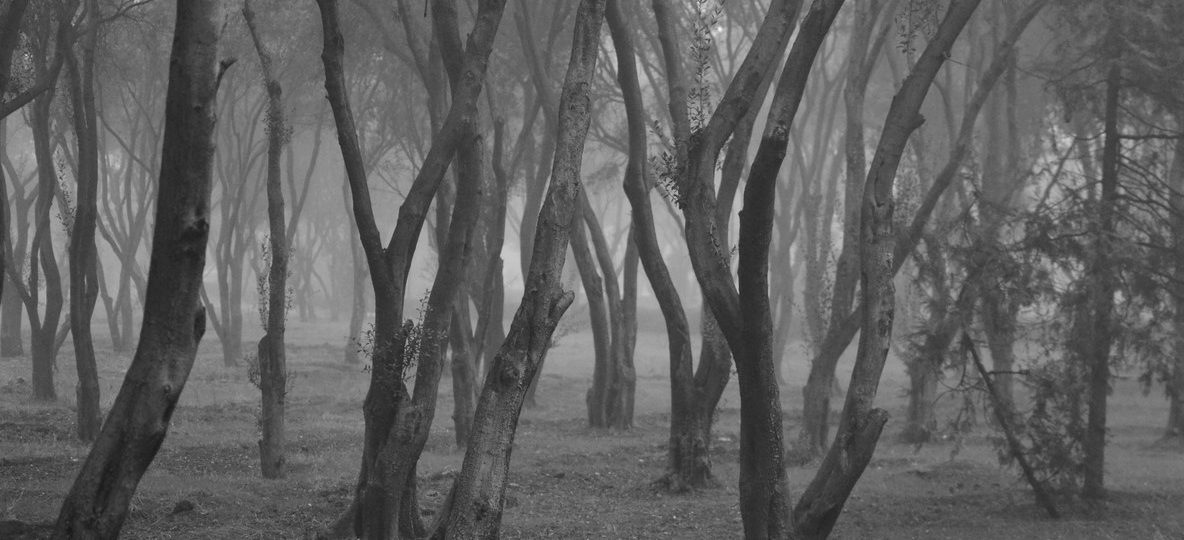 elephants gathered below, Aberdare National Park Kenya