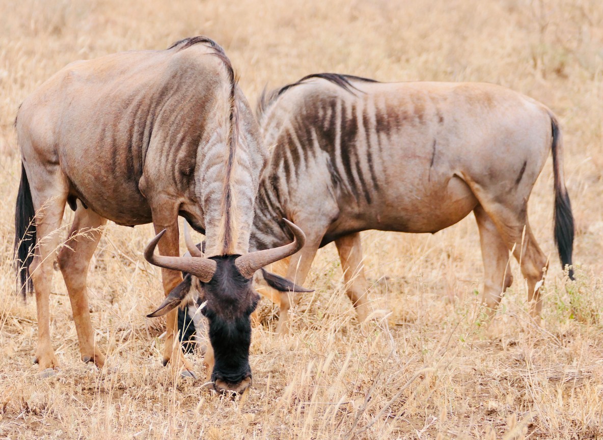 Wildebeest crossing the Mara River during the great migration