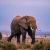 Tortilis Camp Amboseli Review
