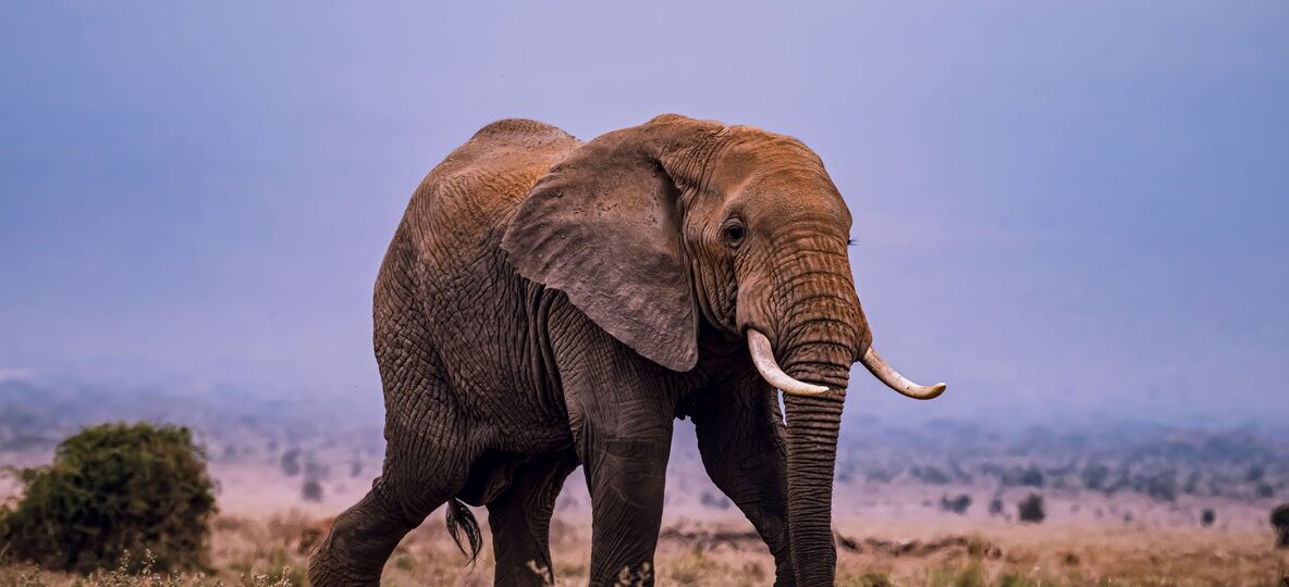 Tortilis Camp Amboseli Review