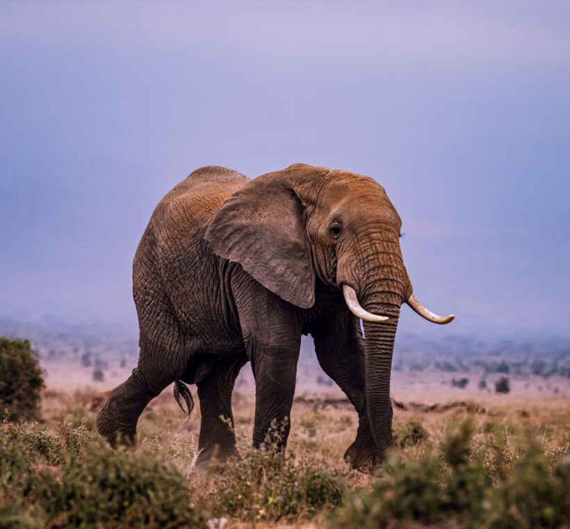Tortilis Camp Amboseli Review