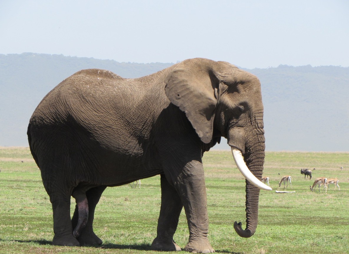 Tortilis Camp Amboseli Review