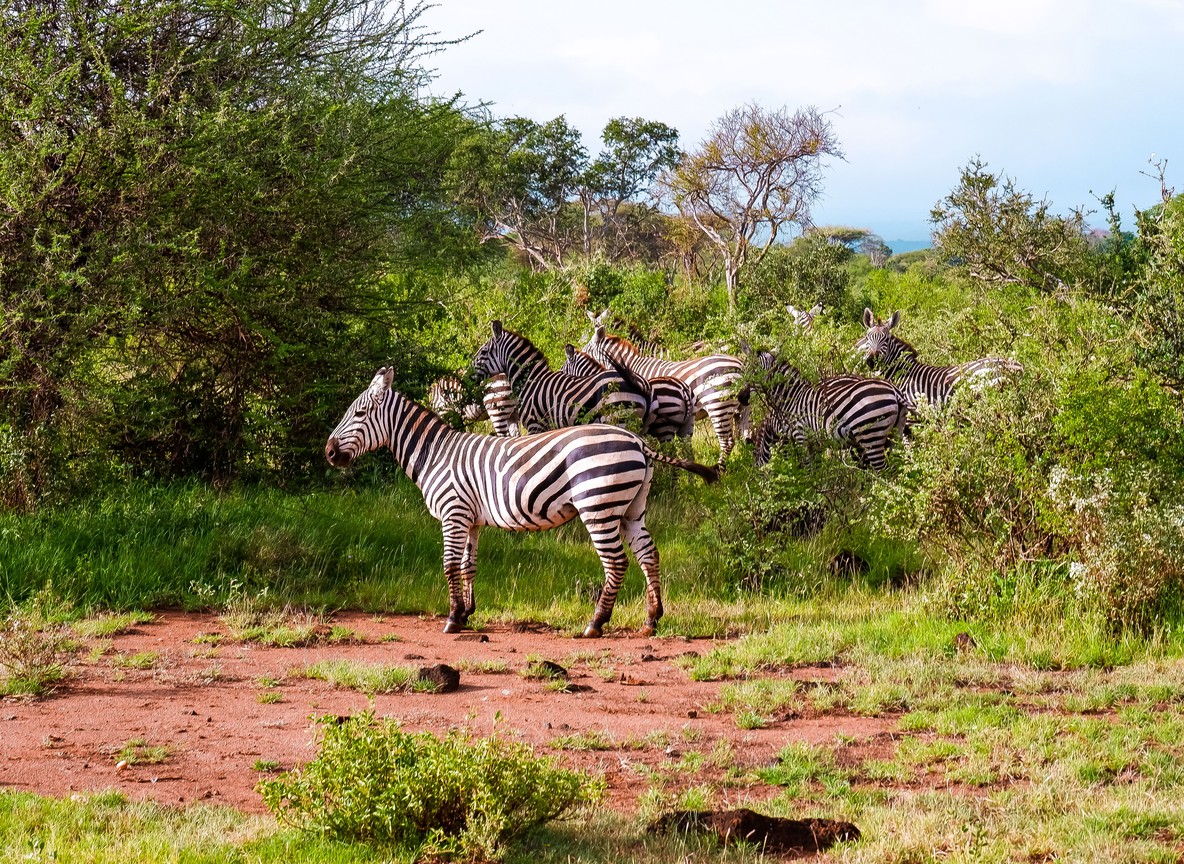 A safari vehicle on the road between Tsavo West and Tsavo East near Mtito Andei