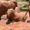 Red-dust elephants crossing the plains of Tsavo National Park, the landscape AWF's conservation education program is working to protect