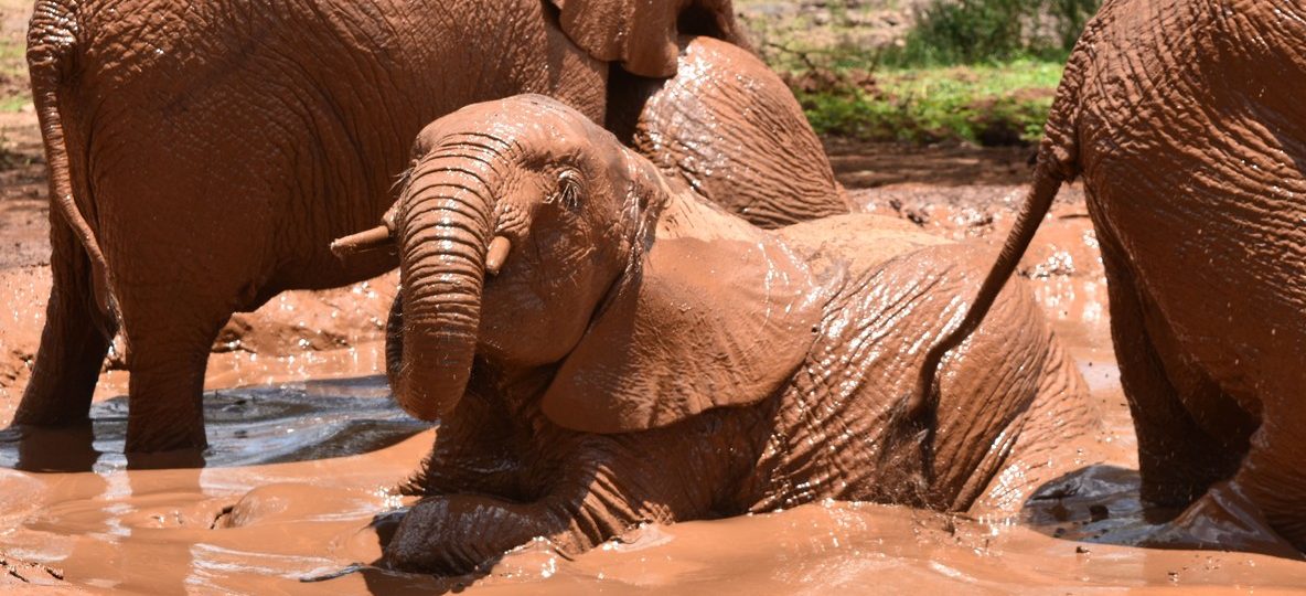 Red-dust elephants crossing the plains of Tsavo National Park, the landscape AWF's conservation education program is working to protect