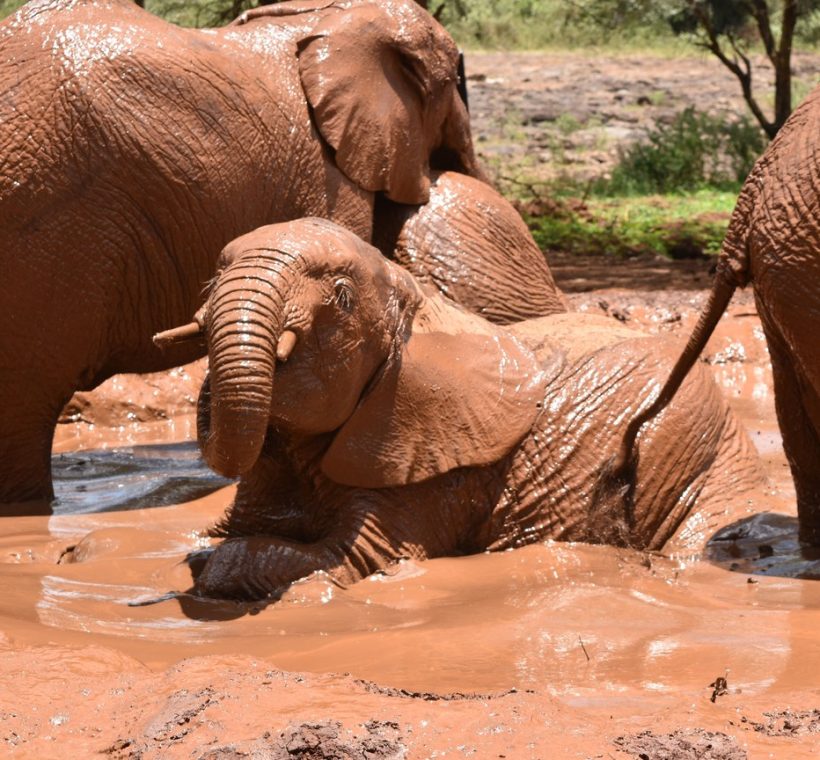 Red-dust elephants crossing the plains of Tsavo National Park, the landscape AWF's conservation education program is working to protect