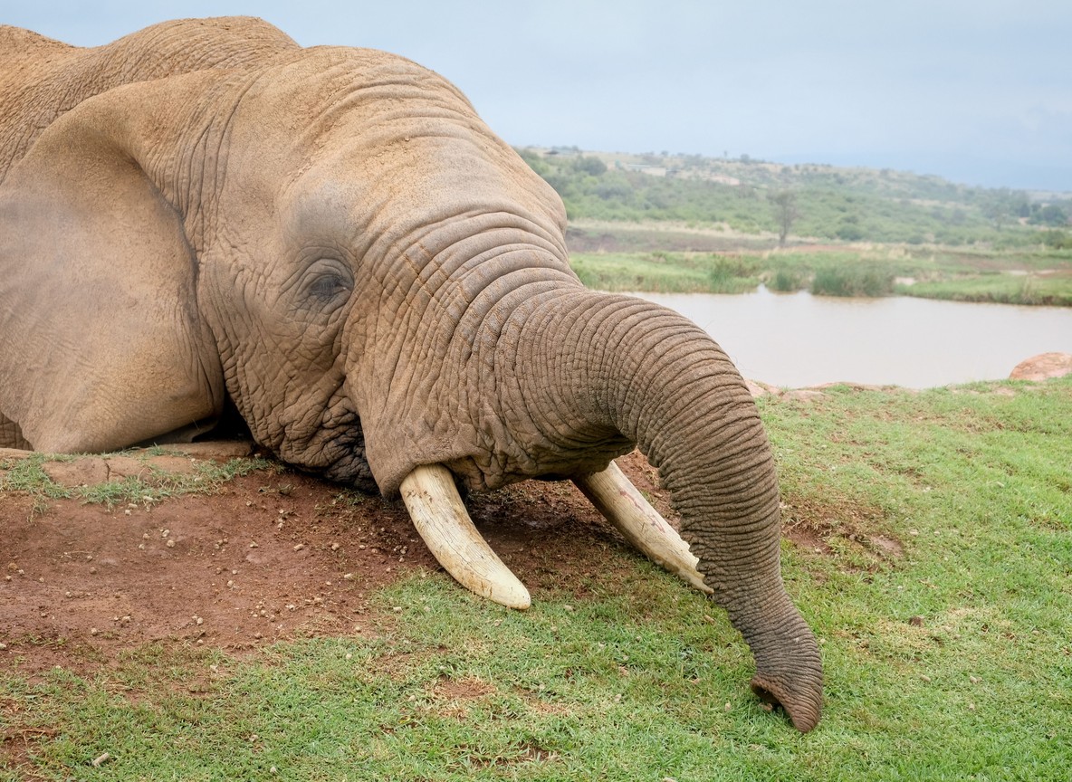 A big tusker bull elephant in the open savannah of Tsavo, the wildlife students at Kongoni Comprehensive School study through the new ICT lab