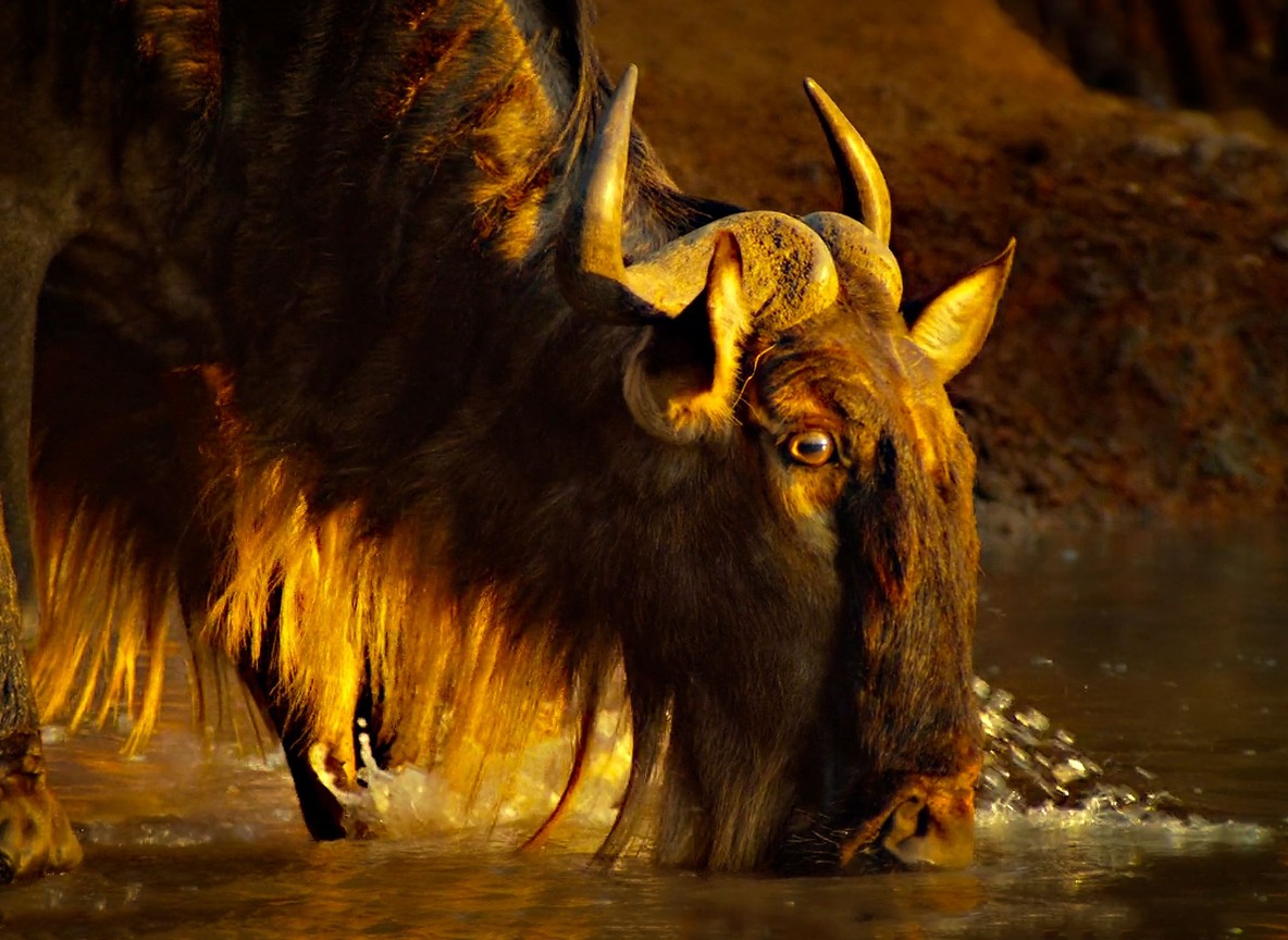 A weakened buffalo standing near a nearly dry waterhole surrounded by dust in Tsavo, Kenya, during drought conditions