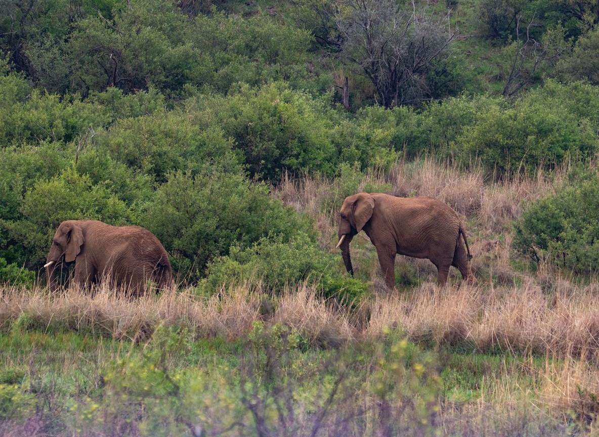 A Kenya Wildlife Service borehole and water pan with elephants drinking in Tsavo National Park, Kenya