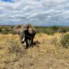 Red-dust elephant walking across open Tsavo plains at golden hour, Kenya safari