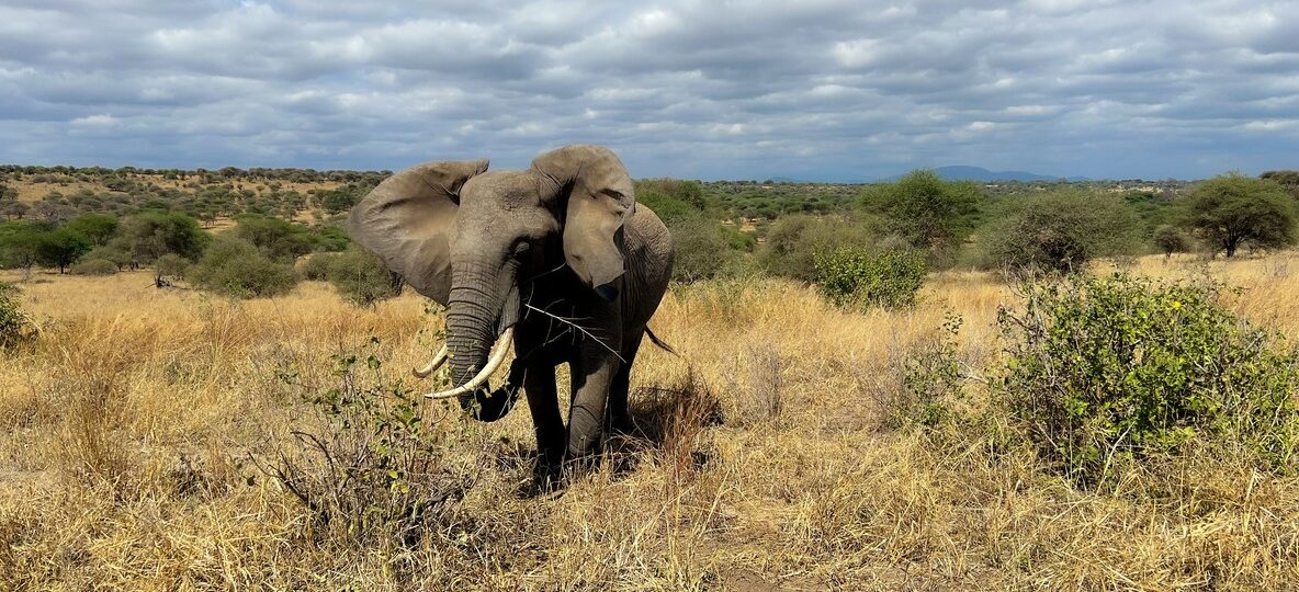 Red-dust elephant walking across open Tsavo plains at golden hour, Kenya safari