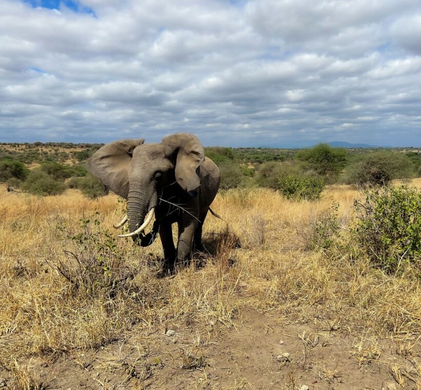 Red-dust elephant walking across open Tsavo plains at golden hour, Kenya safari