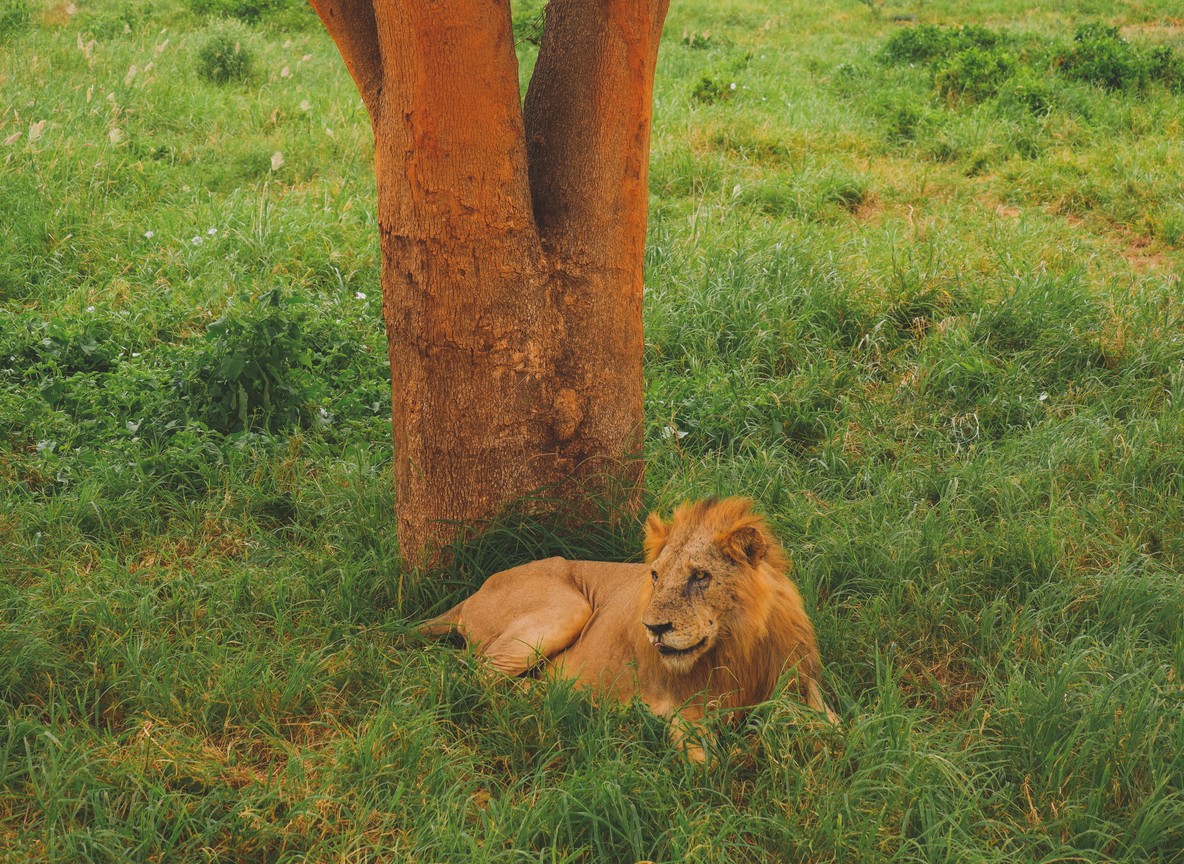 Safari vehicle on a red-earth track between volcanic hills in Tsavo West at sunrise, Kenya