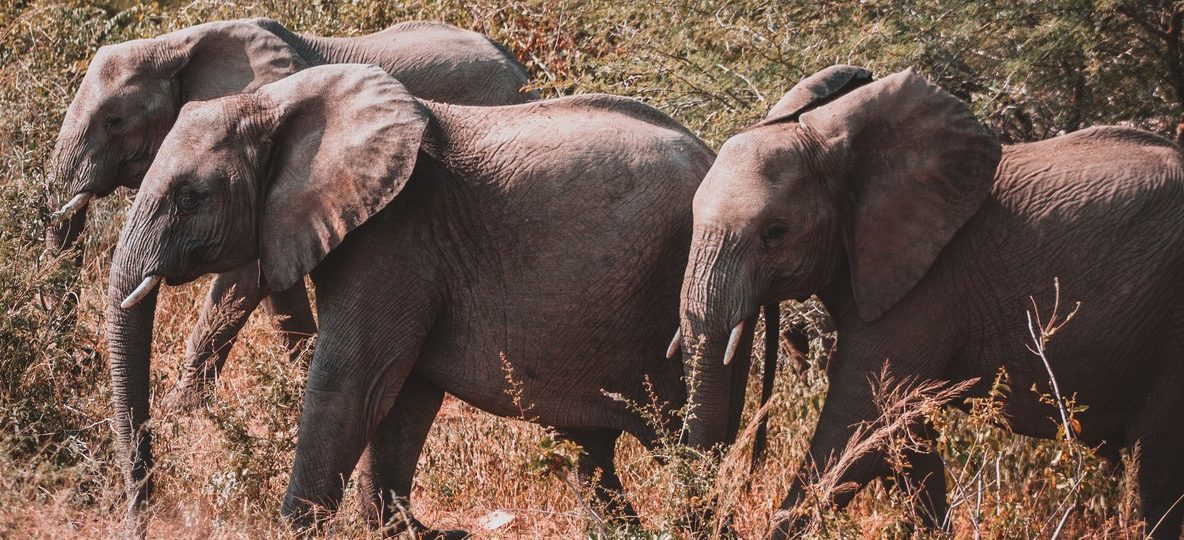 in Tsavo, Kenya
