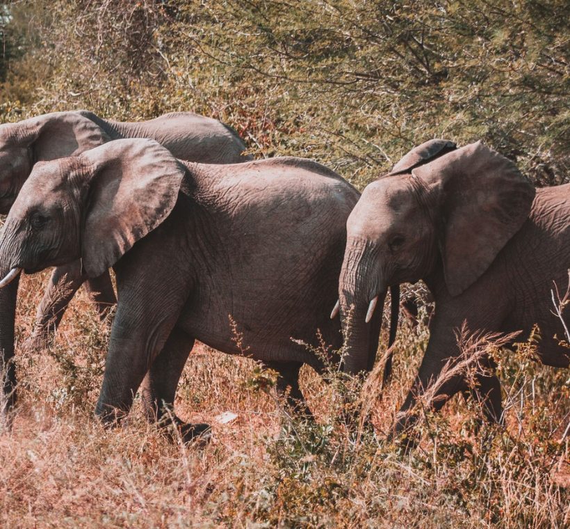 in Tsavo, Kenya