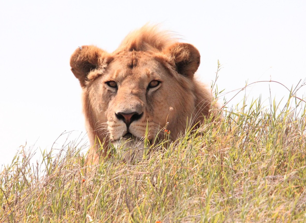 in Tsavo, Kenya