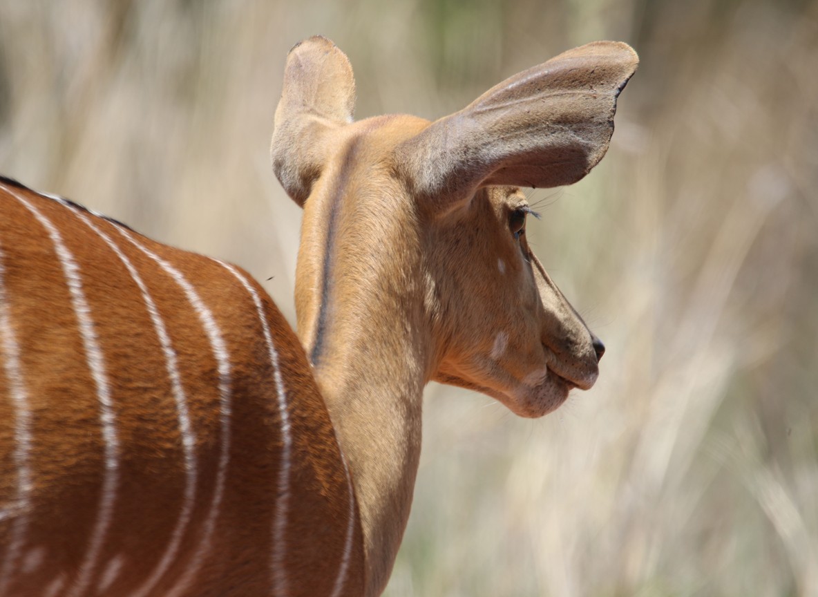in Tsavo, Kenya