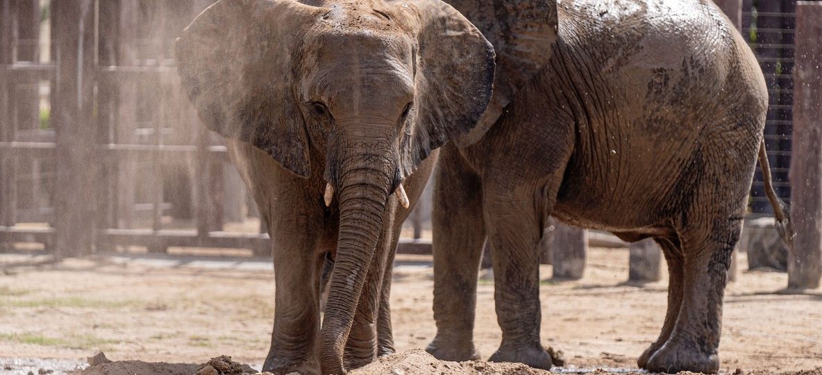 A red-dusted elephant herd crossing an open plain in Tsavo East at golden hour