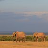 A young orphaned elephant calf from the Tsavo National Park elephant orphanage walking beside its keeper toward a wild herd in Tsavo East National Park, Kenya