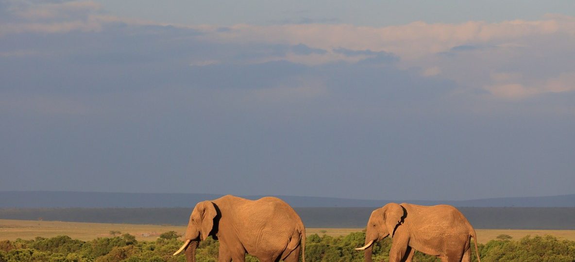 A young orphaned elephant calf from the Tsavo National Park elephant orphanage walking beside its keeper toward a wild herd in Tsavo East National Park, Kenya