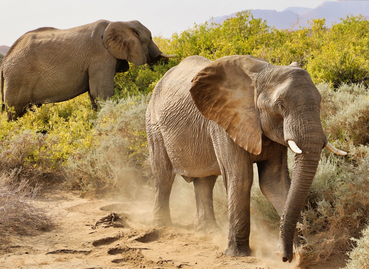 Red elephants of Tsavo East on the safari route from Diani Beach