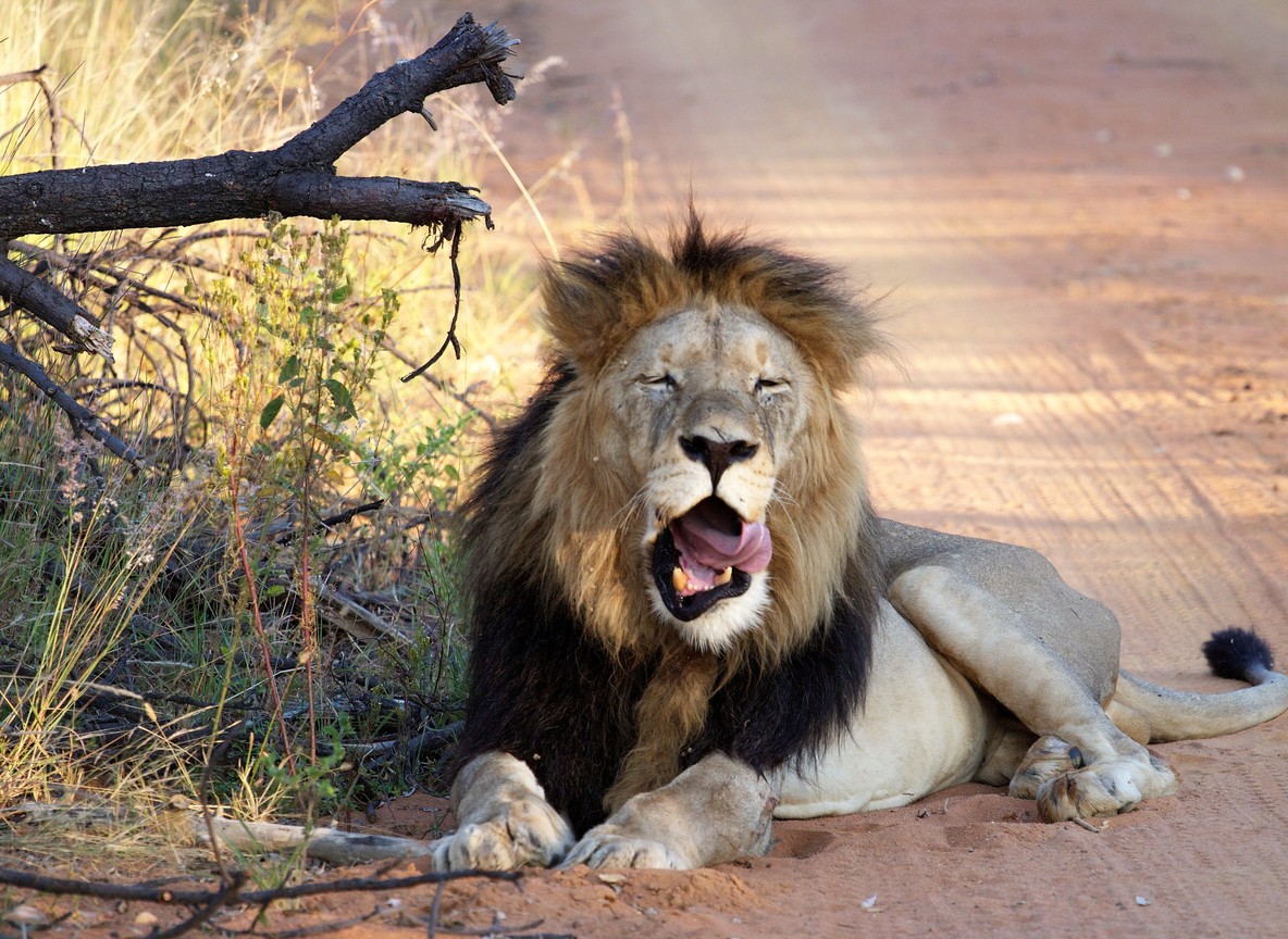 Lion resting under a baobab tree in Tsavo West