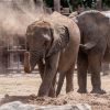Red dust-covered elephant herd moving through Tsavo's ochre plains