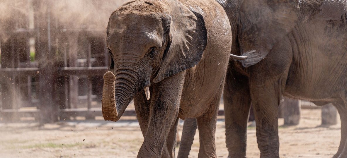 Red dust-covered elephant herd moving through Tsavo's ochre plains