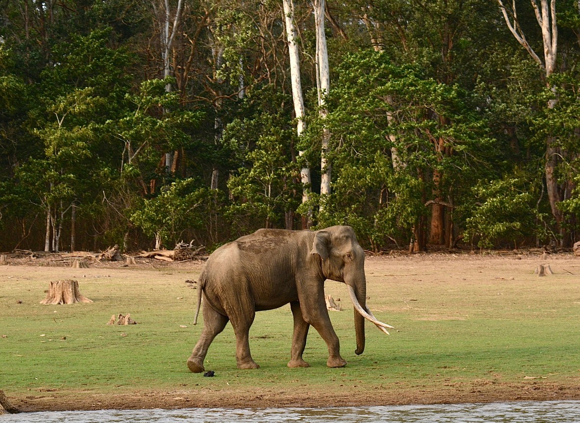Tsavo
