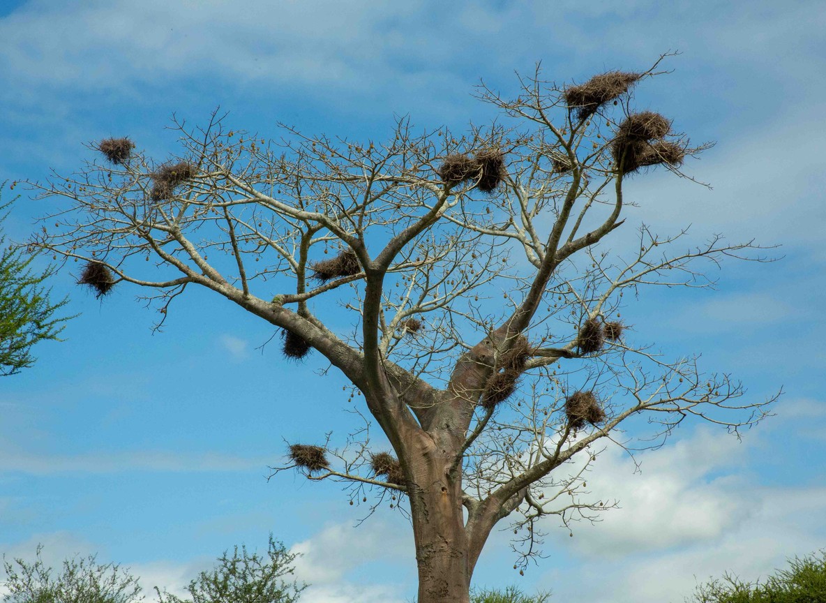 Lions resting under a baobab tree in Tsavo