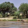 acacia scrub and the Ngulia Hills in the soft background