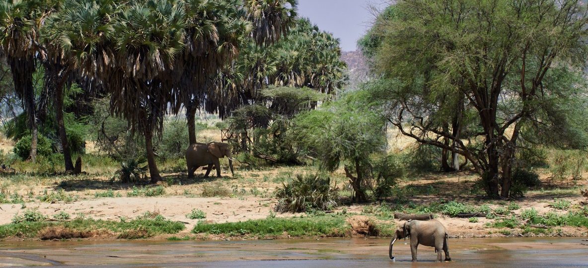 acacia scrub and the Ngulia Hills in the soft background