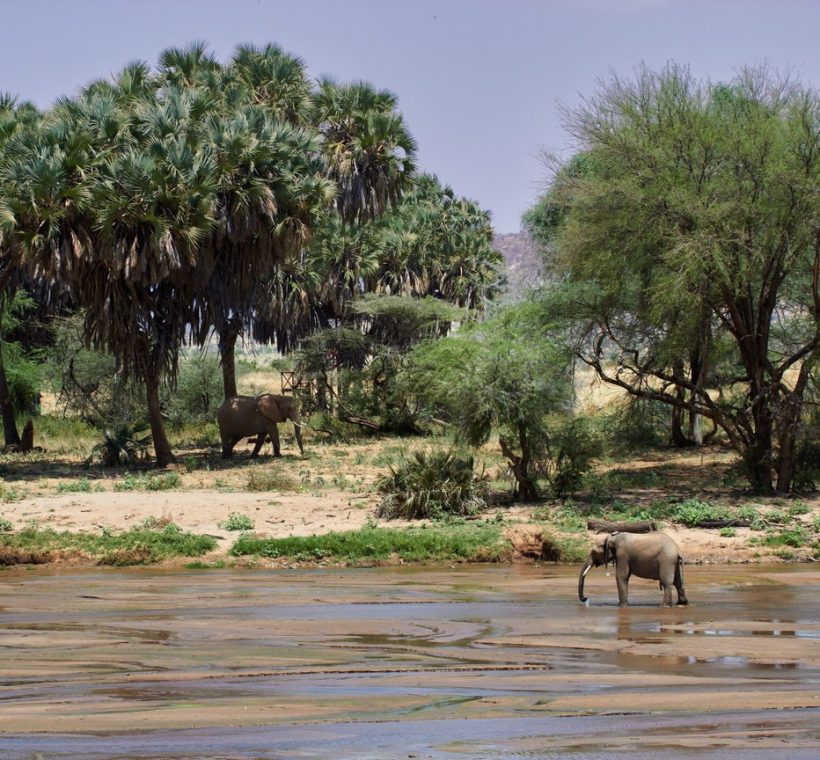 acacia scrub and the Ngulia Hills in the soft background