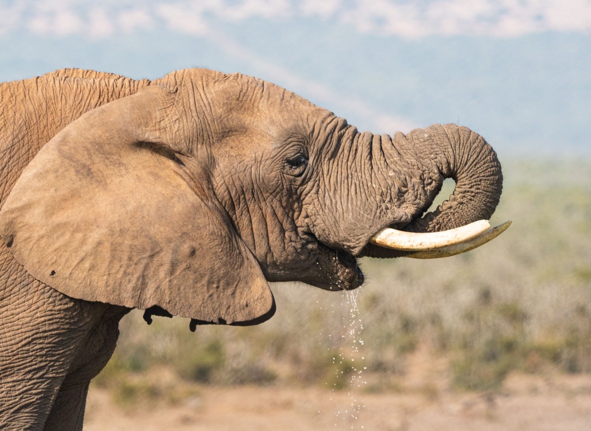 Tsavo East National Park