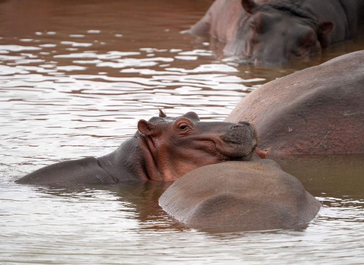 Travelers on a wooden boardwalk trail at Mzima Springs watching hippos submerged in clear spring water surrounded by fever trees and dense riverine forest