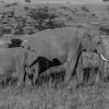 Armed ranger and safari guests walking through red-earth savanna in Tsavo East with acacia trees and distant elephants