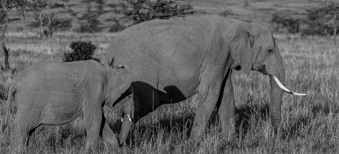 Armed ranger and safari guests walking through red-earth savanna in Tsavo East with acacia trees and distant elephants
