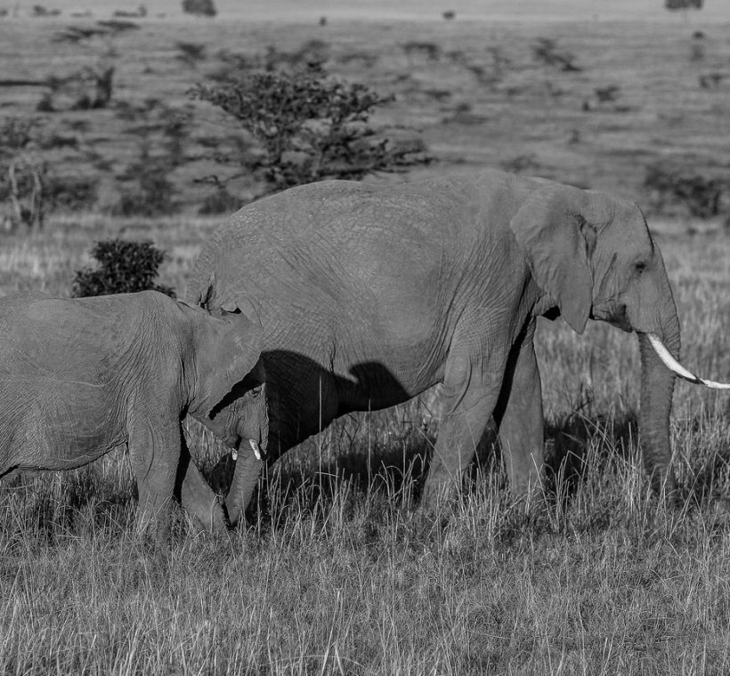Armed ranger and safari guests walking through red-earth savanna in Tsavo East with acacia trees and distant elephants