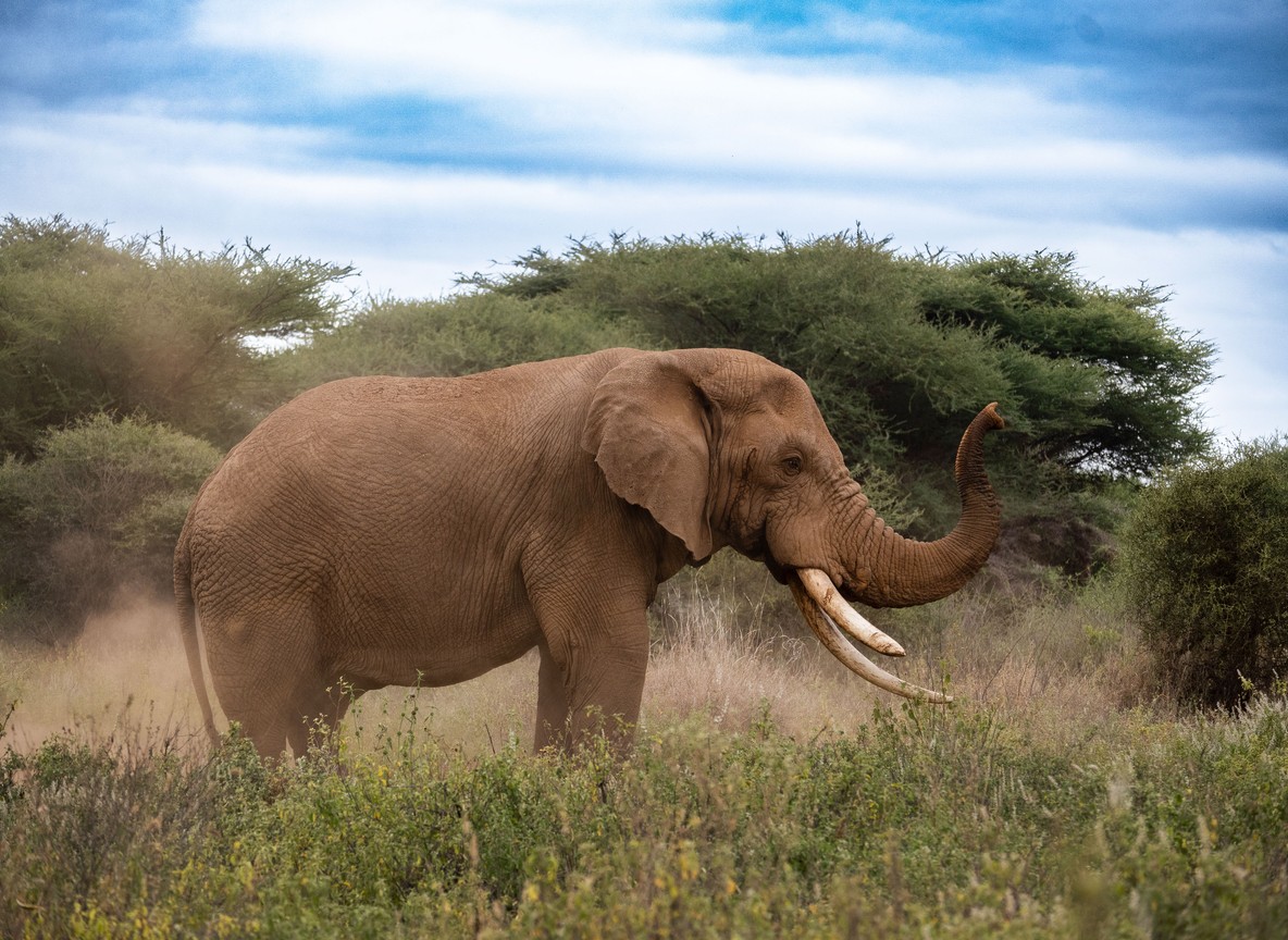 A big tusker bull elephant in the open red savannah of Tsavo East, the classic safari start to a Watamu coastal finale