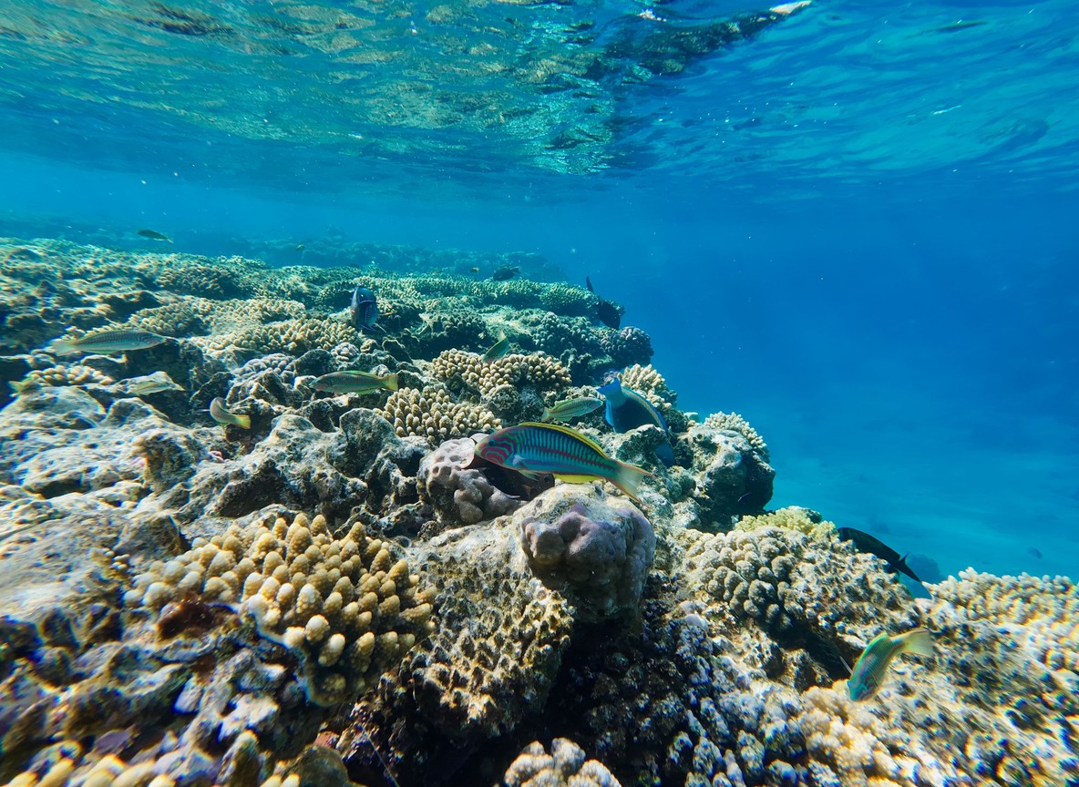 Snorkelling over a vivid coral reef in clear water off the Watamu Marine National Park in Kenya